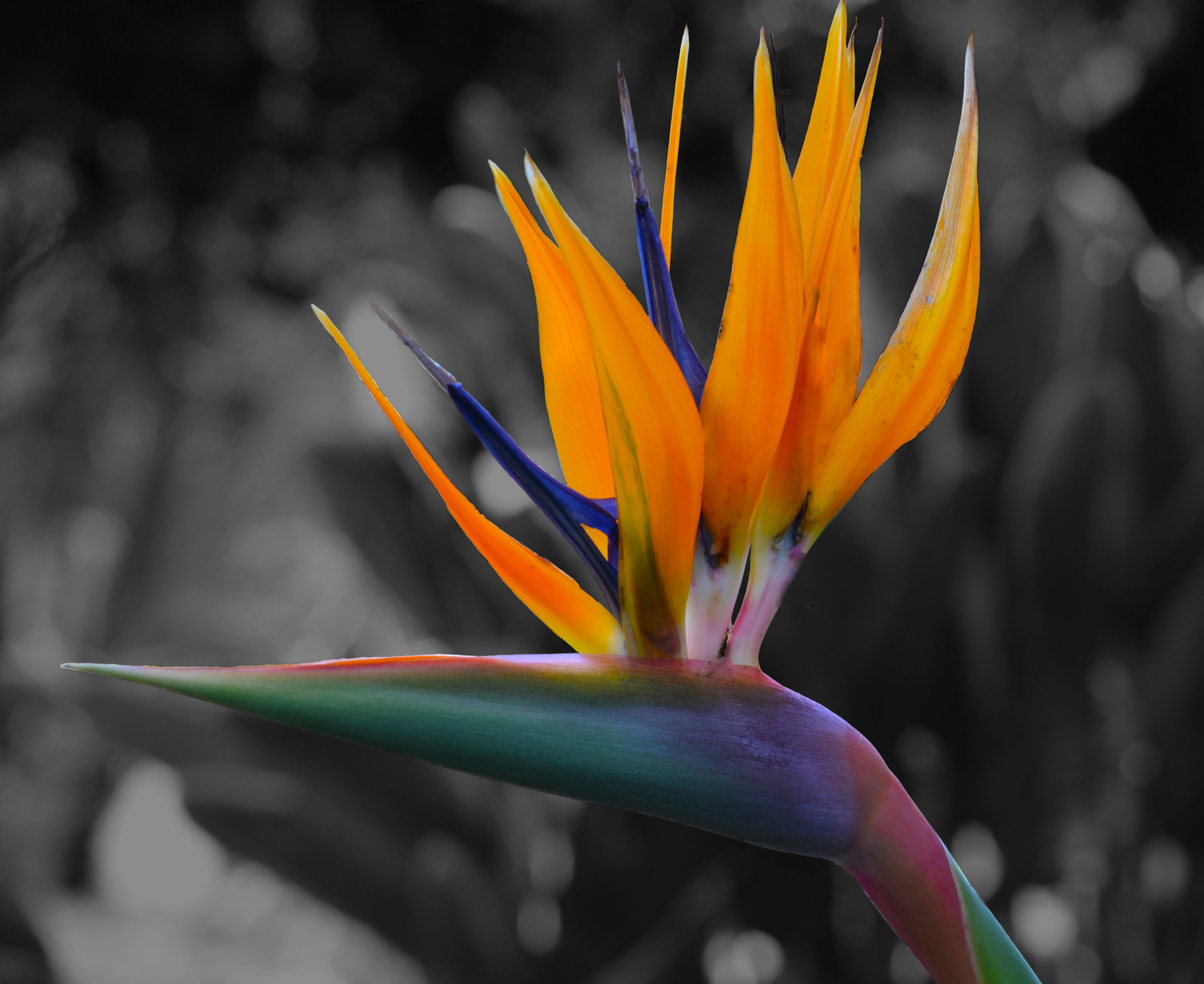 Bird Of Paradise - Images by Debra Casey